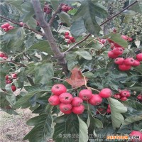 山楂苗果粉多中衛(wèi)市山楂苗夏季管理無(wú)果點(diǎn)