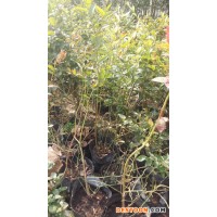 藍豐藍莓 供應(yīng)藍莓苗 適應(yīng)性強耐貯藏 果皮淡藍果粉多