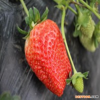 專業(yè)草莓苗繁育基地 優(yōu)質(zhì)粉紅熊貓草莓苗價格 當年結(jié)果粉紅熊貓草莓苗