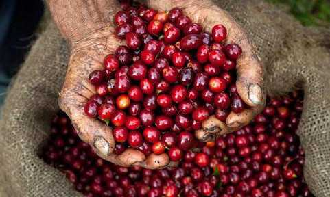 全球咖啡豆產(chǎn)量上升，咖啡期貨走低，誰(shuí)是價(jià)格走低的贏家