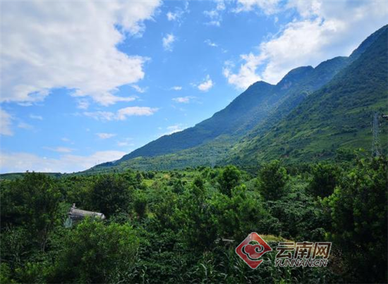 “咖啡書(shū)記”與他的脫貧新玩法