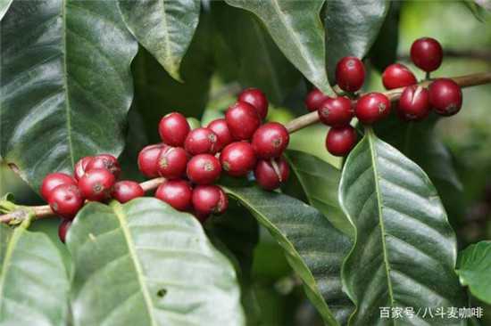 咖啡生豆為什么要烘焙后才好喝？梅納反應(yīng)在咖啡烘焙中有什么作用