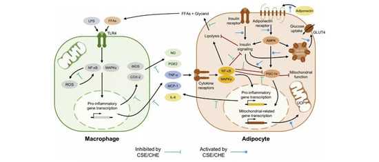 不僅僅能提神醒腦，還能預(yù)防糖尿病，咖啡簡(jiǎn)直太神奇了！