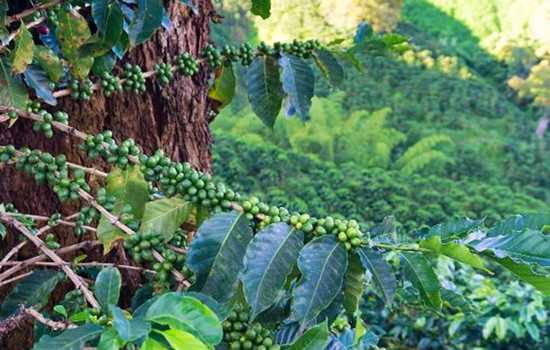 那些你不知道的國內(nèi)咖啡小知識