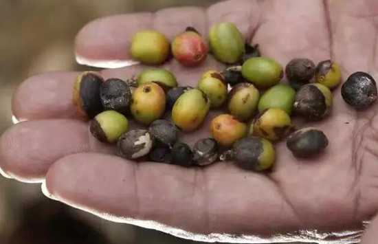 關(guān)于氣候變化對咖啡的影響，你需要知道這些