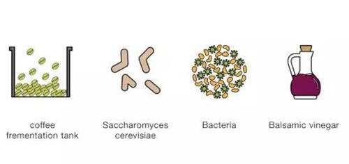 咖啡發(fā)酵時(shí)會(huì)發(fā)生的反應(yīng)