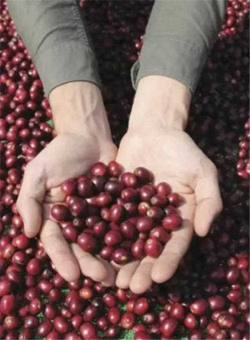 咖啡加工方式:＂季風(fēng)＂處理和＂陳化＂處理