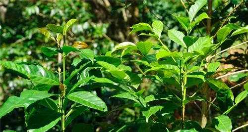 咖啡知識(shí):如何看樹識(shí)咖啡種?