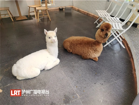 瀘州一咖啡館引進羊駝