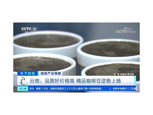 云南精品咖啡火了！咖啡豆價(jià)格翻番，云南咖啡品牌數(shù)量大增80%