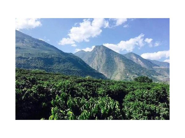 保山小?？Х取胺N”出特色產業(yè)