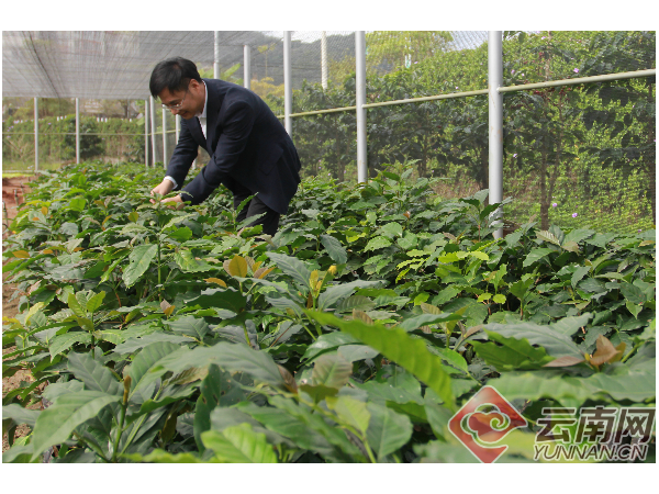 雀巢與云南農大熱作學院攜手改良咖啡樹品種