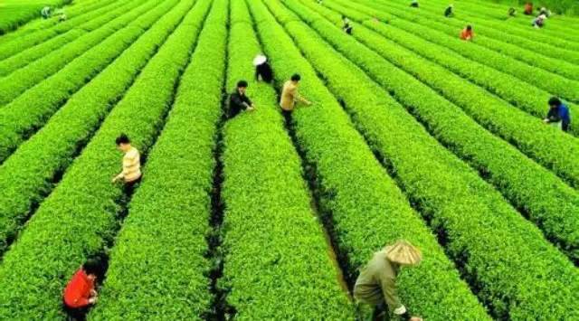【大數(shù)據(jù)】茶葉大數(shù)據(jù)，顛覆你的思想
