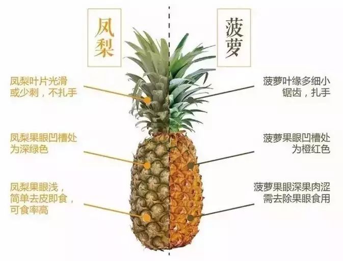 鳳梨和菠蘿到底是不是一種東西？一張圖告訴你
