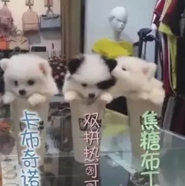 以“茶杯犬”作為奶茶店?duì)I銷噱頭，你了解真相后還會(huì)這么做？