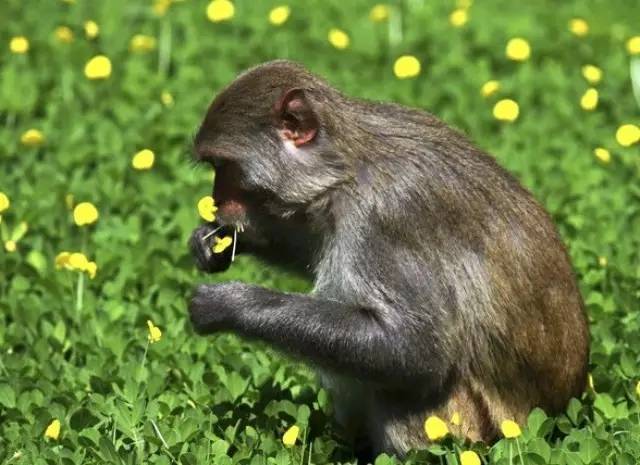 猴子咖啡？！?這是什么鬼？！