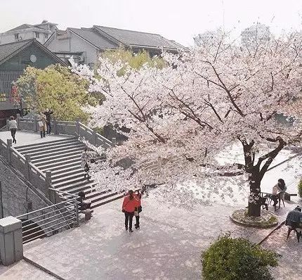 門(mén)口私藏櫻花樹(shù)，這家咖啡館每年都能“浪漫地”火一次