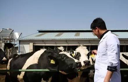 為做出夢想中的冰激凌，他養(yǎng)了一群牛