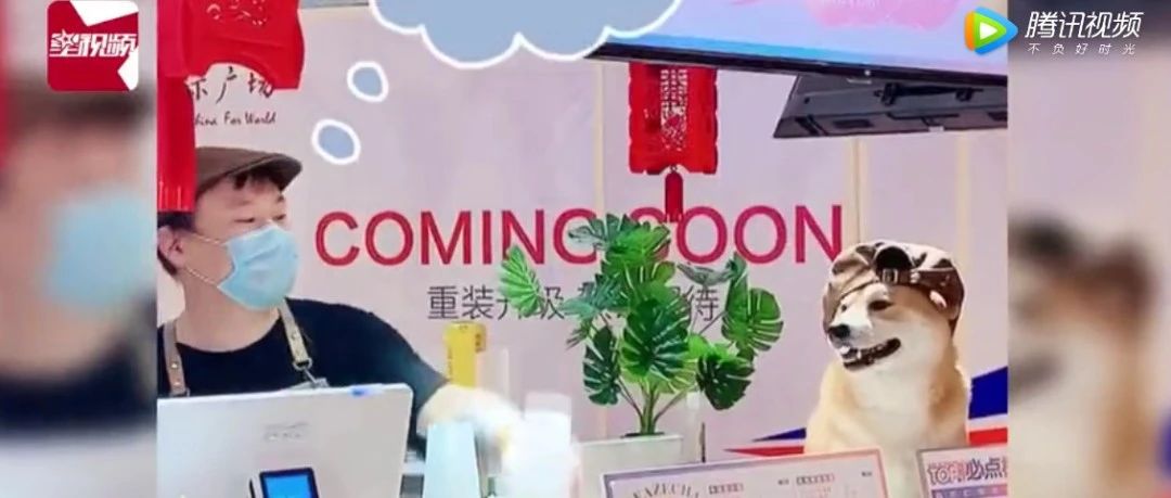 奶茶店請(qǐng)狗當(dāng)“店員” 營(yíng)業(yè)額翻幾倍