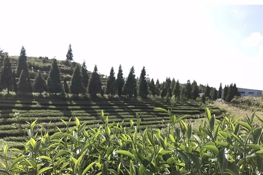 這個(gè)做了 年茶的臺(tái)灣茶農(nóng)要給大家發(fā)點(diǎn)福利了
