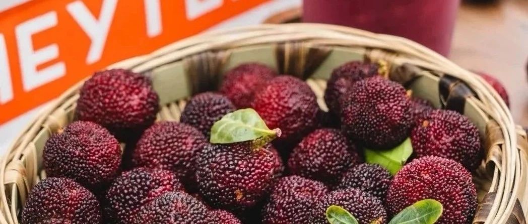 喜茶多肉楊梅回歸 首日售出萬杯 憑什么？