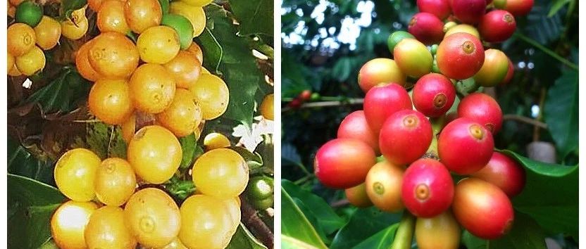 黃波旁&紅波旁的風(fēng)味差異，你喝的出來嗎？