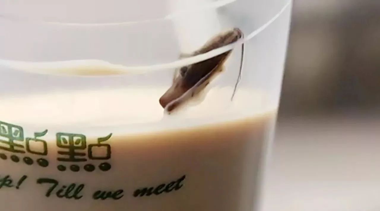 點點奶茶喝出蟑螂？這個問題你也要趕緊自查