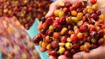 新手問答集錦⑥ | 為什么濃縮會有咸味和酸味？為什么濃縮會將咖啡的風(fēng)味放大？肯尼亞的處理法是什么？