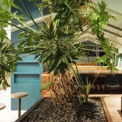 如何只靠綠植設(shè)計(jì)一家店？這家咖啡館給你靈感