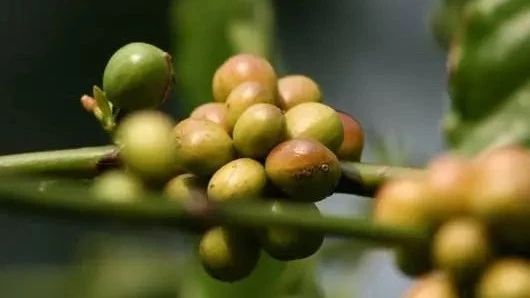 波旁專題 | 巴西紅果、皇后、哈尼亞風(fēng)味對比