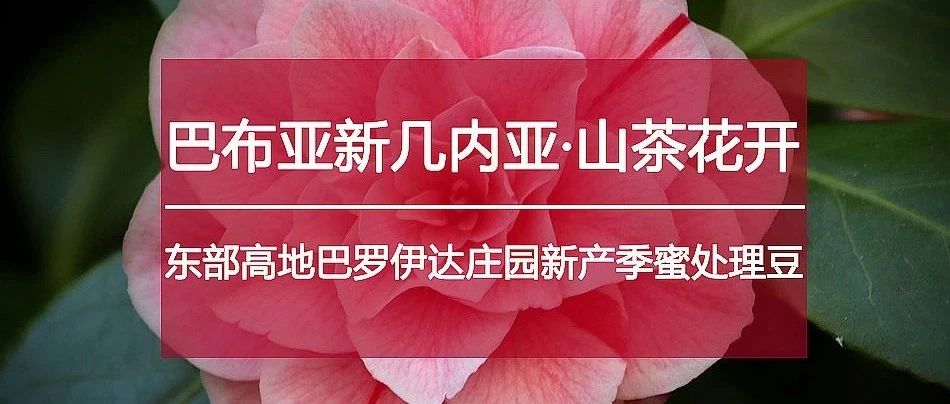 嘗鮮特惠>太平洋島國(guó)甜美好豆正走紅！