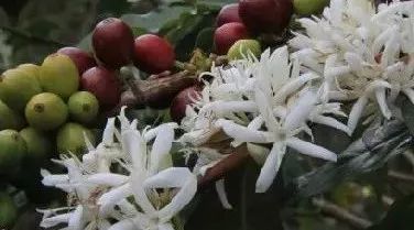 美洲篇 | 最熱門的美洲咖啡豆風味介紹，像讀懂紅酒酒標那樣讀懂咖啡標簽
