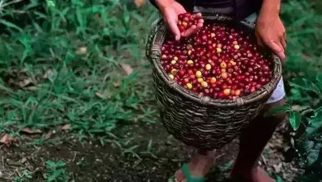 小白品鑒 | 一篇文章帶你了解非洲、亞洲、美洲的咖啡風(fēng)味