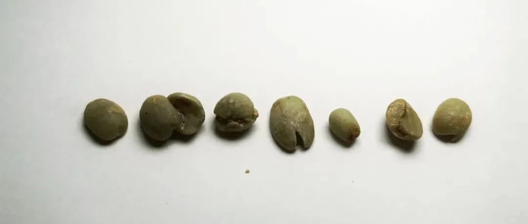 Q-Grader生豆考試唔識(shí)抵死題：請(qǐng)問上圖都是瑕疵豆嗎？