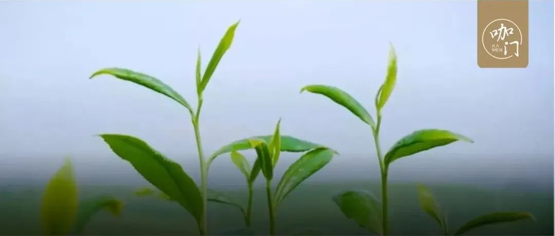 過億元投資做茶！新茶飲供應鏈競爭 年前已開啟