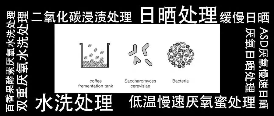 為什么咖啡處理法的名字越來(lái)越長(zhǎng)了