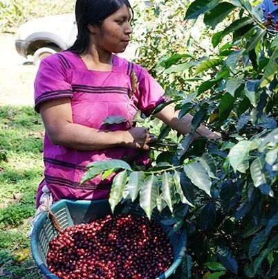 世界著名咖啡莊園巡禮 | 巴拿馬詹森莊園 Panama Janson