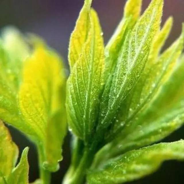 你對(duì)“茶葉稀土超標(biāo)”了解有多少？