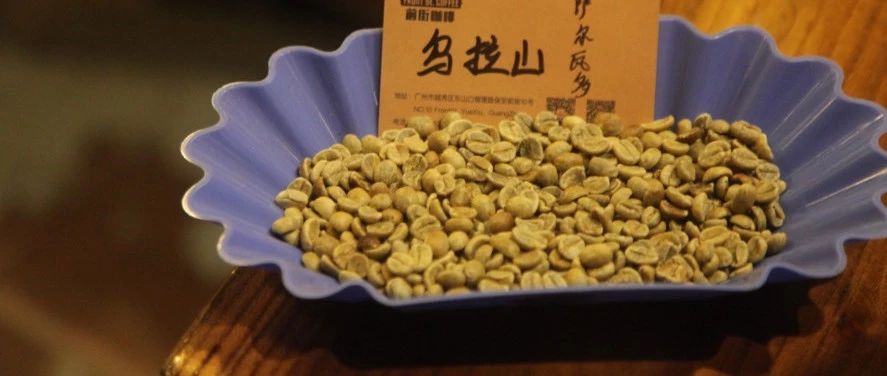 新豆來(lái)襲 | 喝一杯“火山之地”的薩爾瓦多蜜處理！