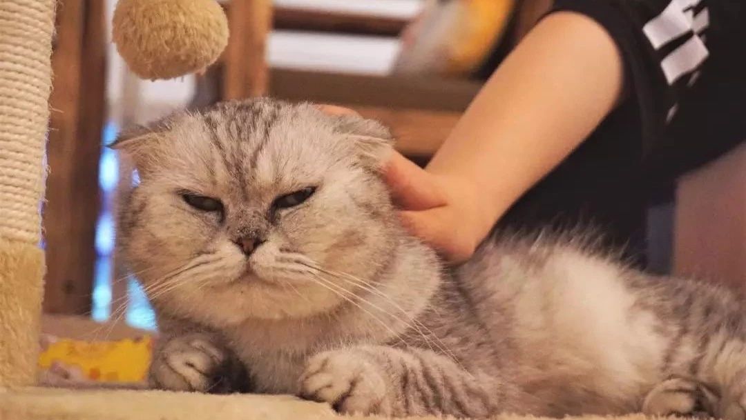 當(dāng)擼貓成為流行，億規(guī)模的“貓經(jīng)濟(jì)”該如何抓住？