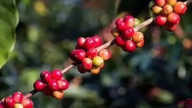阿拉比卡咖啡和羅布斯塔咖啡豆到底有什么區(qū)別？