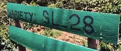 【前街咖啡師手記】關(guān)于肯尼亞SL 品種的前世今生描述