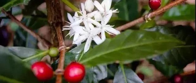 巴拿馬日曬瑰夏對(duì)比 | 詹森、紅標(biāo)、綠標(biāo)有啥不同？