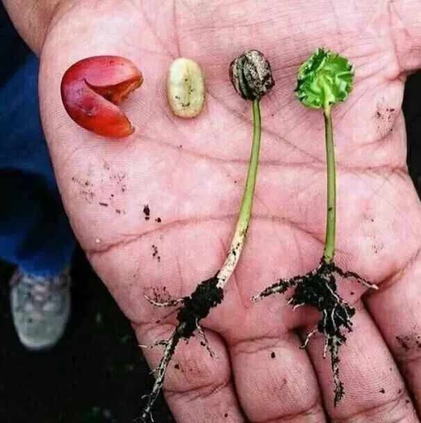 微批次Micro Lot ｜ 茵赫特莊園潘多拉，音樂(lè)家系列貝多芬