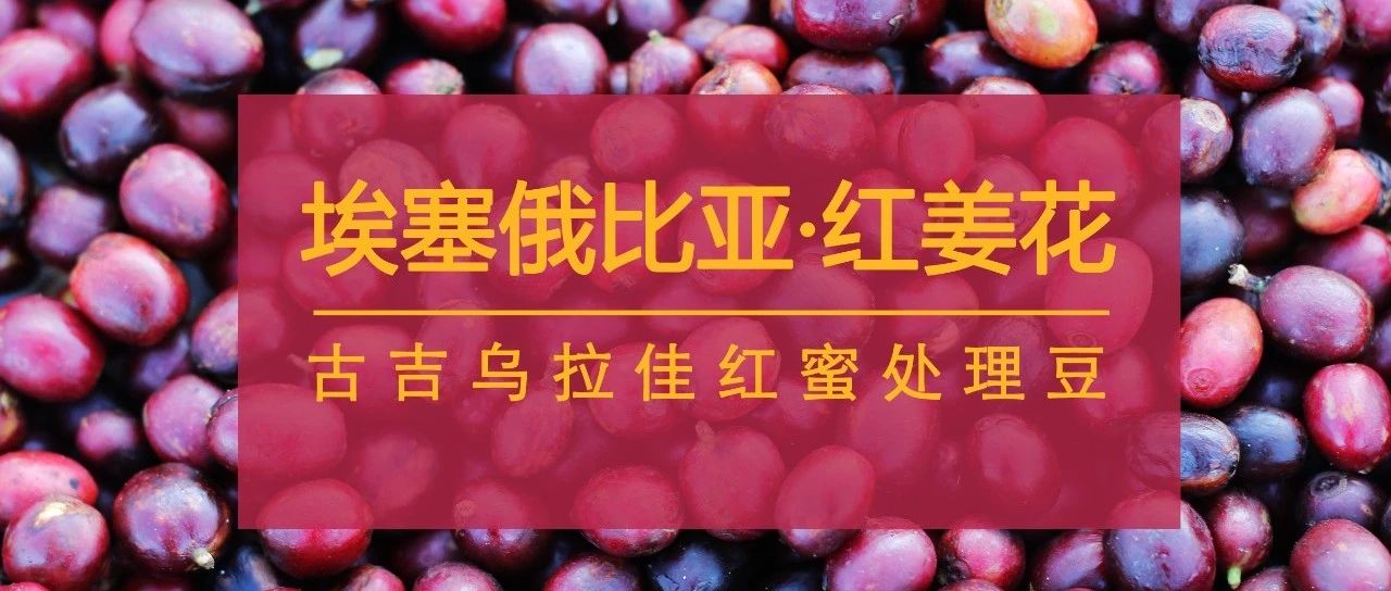 埃塞好豆"紅姜花"來了，#限時(shí)特惠#別錯(cuò)過！