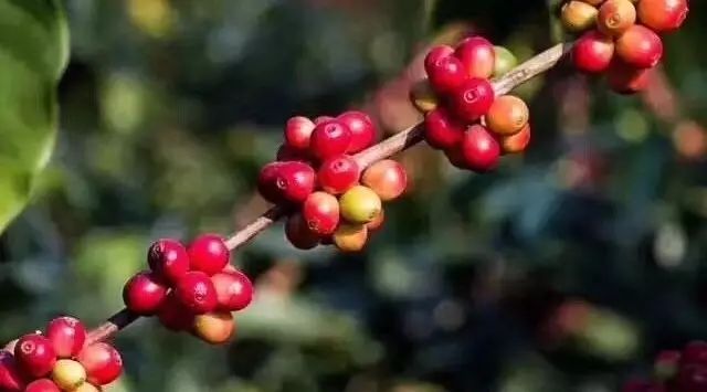 【Typica專題 】藍(lán)山、云南、天堂鳥風(fēng)味對比 | 咖啡工房研習(xí)課室