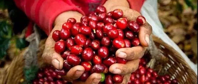風(fēng)味辨別 | 非洲、亞洲、美洲精品咖啡豆的區(qū)別？