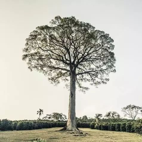 【莊園】關(guān)于神木莊園介紹和故事，測評巴西日曬黃波旁杯測風(fēng)味