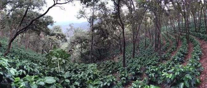 【前街尋豆手記】來(lái)自危地馬拉小藍(lán)莓莊園的帕奇咖啡