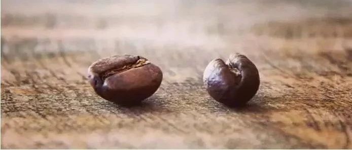 咖啡豆話題 | 圓豆與平豆風味有區(qū)別？